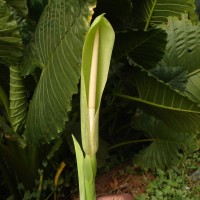 Alocasia macrorrhizos (L.) G.Don